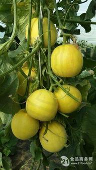 株洲红红吃瓜号  第3张