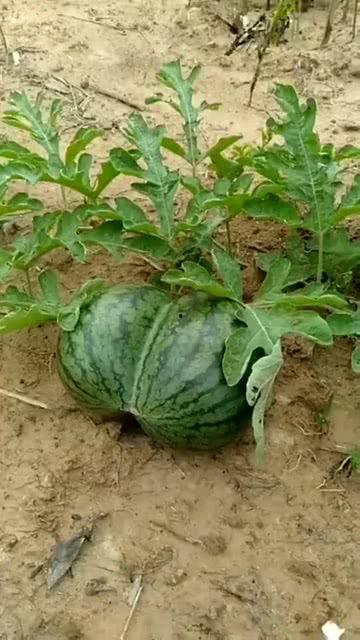 吃瓜吃自己身上吉利 第2张 吃瓜吃自己身上吉利 第2张