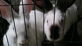 刘大瓜吃兔,一场美食与冒险的奇幻之旅  第3张